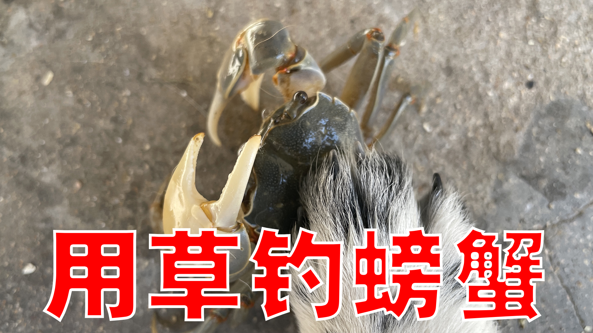 196集大齐赶海草钓黄眼蟹退潮后的沙滩上全是它们的洞抓一些做炒面