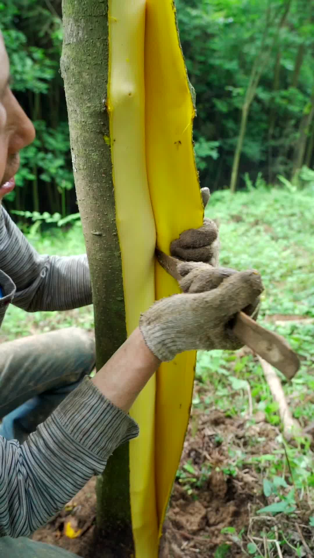 姨夫家种植几年的黄柏树开始收割了你知道黄柏皮干什么的吗