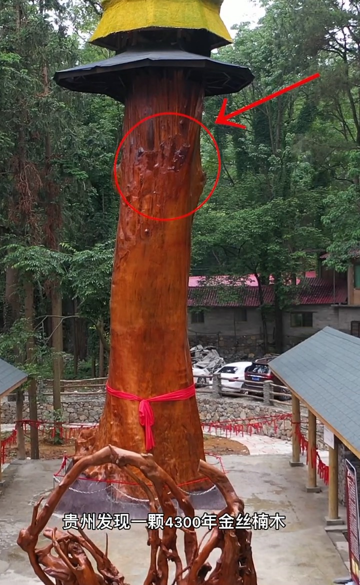 贵州青杠坡金丝楠木图片