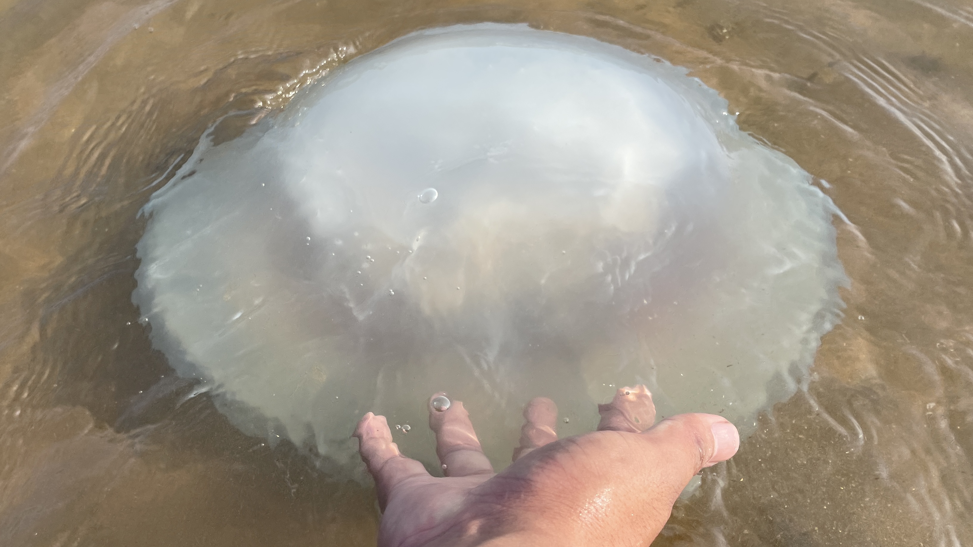 182集赶海真香大齐发现一只迷你小八爪藏在西施贝里还有大个头蛏王